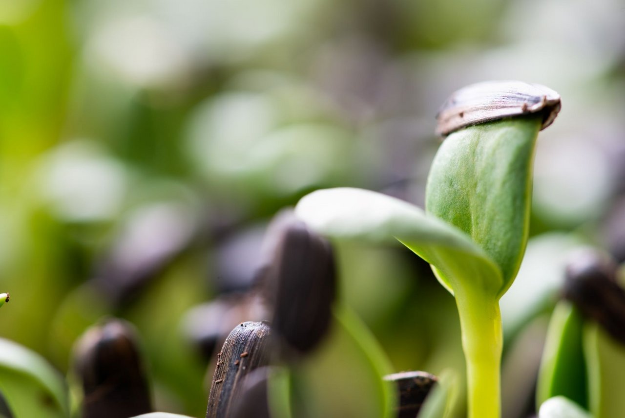 Close-up of a sunflower seedling, representing RejuveNAD™, a plant-based skincare ingredient in anti ageing skincare formulations.