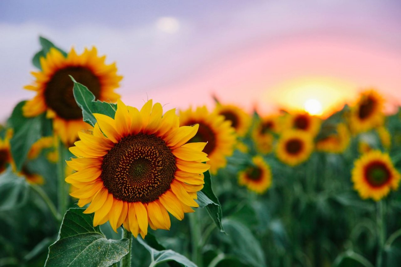 Bright sunflowers at sunset, symbolizing natural beauty and radiance, reflecting the essence of plant-based skincare and anti-ageing skincare ingredients.