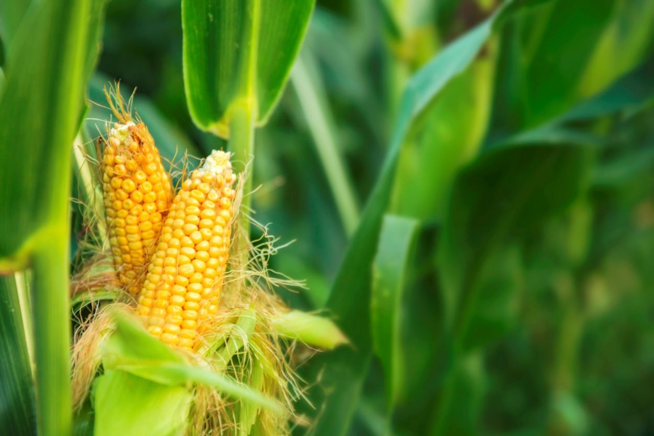 Corn representing PhytoSpherix™, a plant-based skincare ingredient used in anti ageing skincare formulations for enhanced hydration and skin vitality.