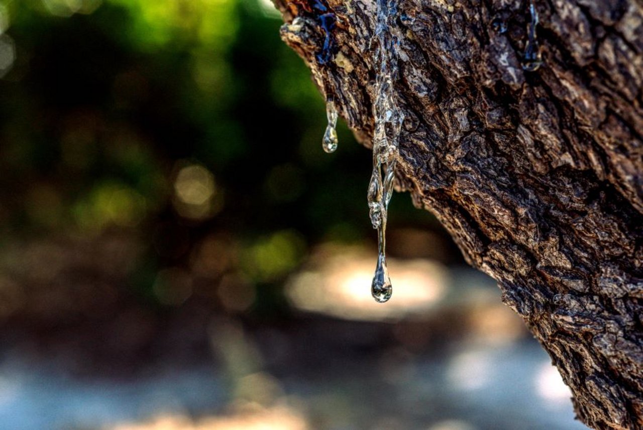 Tree resin dripping, representing NovoRetin™, a plant-based skincare ingredient used in anti ageing skincare formulations for gentle, effective results.